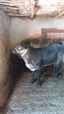 De vanzare Vițică 3 luni jumătate