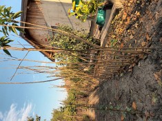 POMI fructiferi foto