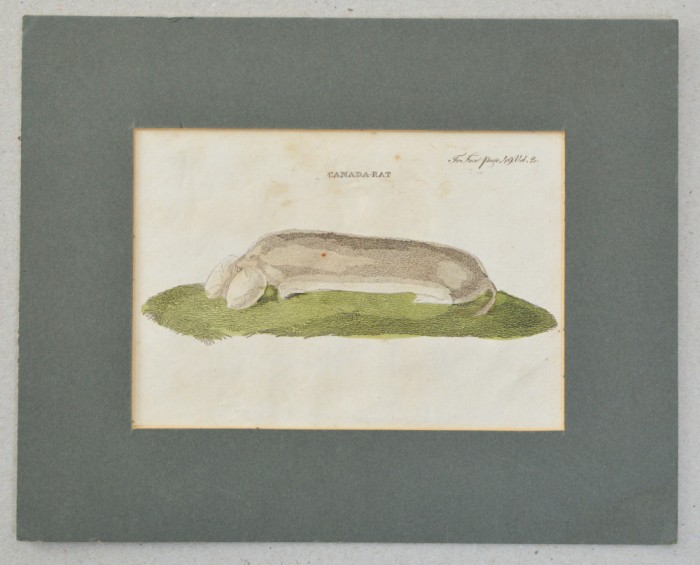 &quot;Canada Rat&quot; gravura colorata manual sec 19