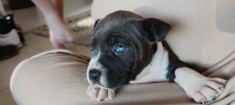 Pui Amstaff Blue-Rasa pura foto