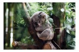 Tablou Canvas, "Koala vis&acirc;nd printre eucalipți verzi", Nu pot răspunde la &icirc;ntrebarea ta., 39 x 26 cm, CMCLASS