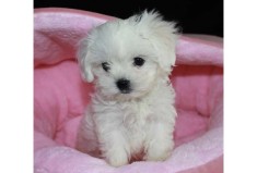 pui Bichon maltez foto