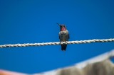 Tablou Canvas, "Colibri odihnindu-se pe o sfoară", Pasăre, S&acirc;rmă, Albastru, Cer, Penaj, Culoare, Natură, Liniște, 39 x 26 cm, CMCLASS