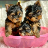 Yorkshire terrier mini