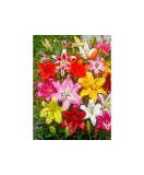 Bulb, Crini, Picking garden mix, Calibru 14/16, Oem