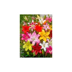 Bulb, Crini, Picking garden mix, Calibru 14/16