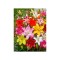Bulb, Crini, Picking garden mix, Calibru 14/16