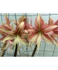 Bulb Amaryllis Tarantula 26/28, Flori Spectaculoase, Gradina &amp; Interior