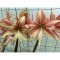 Bulbi Amaryllis Tarantula 26/28
