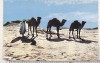 Bnk cp Beduini in Sahara - uzata, Circulata, Printata