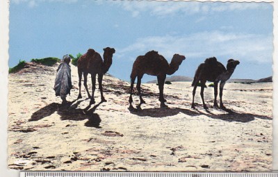 bnk cp Beduini in Sahara - uzata foto