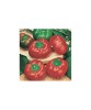 Planta Ardei roșu cherry, planta peperone f1 red cherry, ghiveci de 10 cm, Oem
