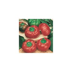 Planta Ardei roșu cherry, planta peperone f1 red cherry, ghiveci de 10 cm