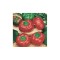 Planta Ardei roșu cherry, planta peperone f1 red cherry, ghiveci de 10 cm