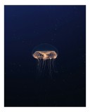 Tablou Canvas, "Meduza dans&acirc;nd &icirc;n &icirc;ntuneric oceanic", Mister, Lumină, Fragilitate, Ad&acirc;ncuri, Transparență, Frumusețe, Curgere, Subacvatic, Strălucire,