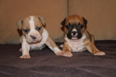 Pui New English Bulldog catei de rasa pedigree campioni . Ocazie unica foto