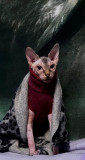 Vand pisoi Sphynx