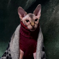 Vand pisoi Sphynx