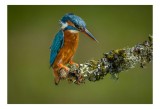 Tablou Canvas, "Un pescăruș albastru pe creangă mușchiată", Pasăre, R&acirc;ndunică, Ramură, Muschi, Natură, Colorat, Albastru, Portocaliu, Verde, Pene, Mic