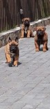2femele malinois