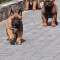 2femele malinois