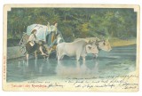 5681 - ETHNICS &amp; ox cart, Litho, Romania - old postcard - used - 1902