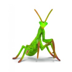 Calugarita - Collecta