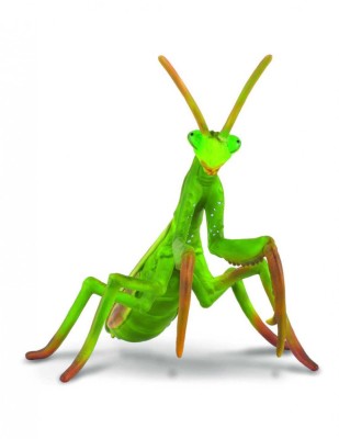 Calugarita - Collecta foto