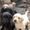 Puiuți de Labrador