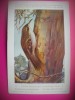 HOPCT 6323 CERTHIA BRACHYDACTYLA BRACHTYLA -PASARI DE APA -FAUNA EUROPA-CP CHROMO LITHO -MUZEUL REGAL STIINTE NATURALE BELGIA-NECIRCULATA, Printata