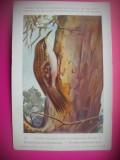 HOPCT 6323 CERTHIA BRACHYDACTYLA BRACHTYLA -PASARI DE APA -FAUNA EUROPA-CP CHROMO LITHO -MUZEUL REGAL STIINTE NATURALE BELGIA-NECIRCULATA, Printata