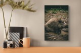 Tablou Canvas, "Mistret odihnindu-se &icirc;n noroiul pădurii", Nu pot identifica sau comenta despre animale &icirc;n imagini., 26 x 39 cm, CMCLASS