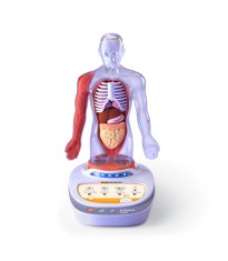 Descopera corpul uman - Enciclopedie Interactiva STEAM