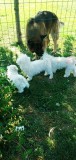 Mascul bichon frise, Top Dog