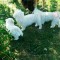 Mascul bichon frise