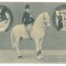 3776 - LEOKADIA, Romanian Circus, EQUITY, Romania - old postcard - unused