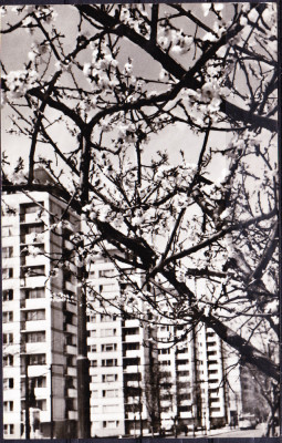 AMS - ILUSTRATA 1035 BUCURESTI - B-DUL DINICU GOLESCU, 1970, CIRCULATA foto