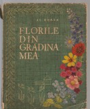 C8457 FLORILE DIN GRADINA MEA DE AL. BORZA