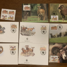 cipru - muflon - serie 4 timbre MNH, 4 FDC, 4 maxime, fauna wwf