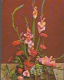 CPIB 15112 - FELICITARE - NEMTOAICE, GLADIOLE. TIPARITA IN GERMANIA FOTO BORMANN