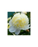 Bujor Rizom 2/3 muguri Paeonia Laura Dessert, galben-crem, flori duble, 100cm, 5-6