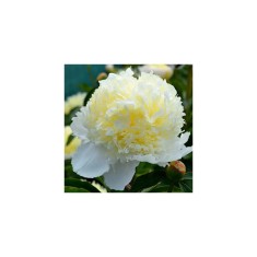 Bujor Rizom 2/3 muguri Paeonia Laura Dessert, galben-crem, flori duble, 100cm, 5-6