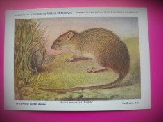HOPCT 6251 RATUS NORVEGICUS -ROZATOARE -FAUNA EUROPA-CP CHROMO LITHO -MUZEUL REGAL STIINTE NATURALE BELGIA-NECIRCULATA