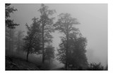 Tablou Canvas, "Copaci pierduți &icirc;n ceața dimineții", Cețos, Mistic, Tainic, Sumbra, Solitar, Pădure, &Icirc;ntunecat, Natura, Relaxare, Misterios, 39 x 26 c