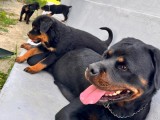 Disponibili pui de rottweiler, Pedigree