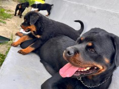 Disponibili pui de rottweiler