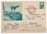 Carte postala PE CRESTE CAPRA NEAGRA CDA 403/70, Circulata, Printata