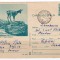 Carte postala PE CRESTE CAPRA NEAGRA CDA 403/70