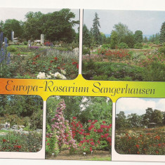 SG5 - Carte Postala -Germania, Sangerhausen, Europa Rosarium, Necirculata