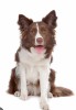 Border collie ciocolatiu pedigree export